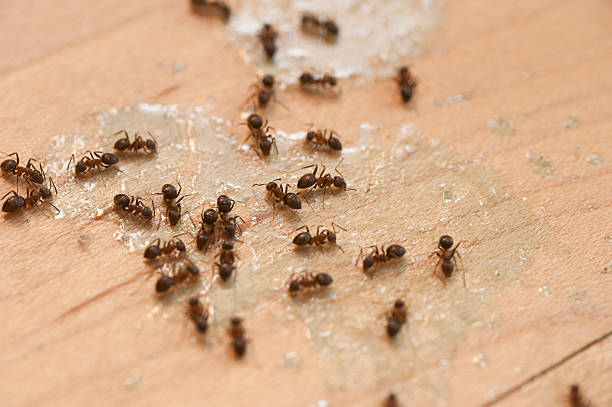 Best Spider Control Near Me  in Aberdeen, ID